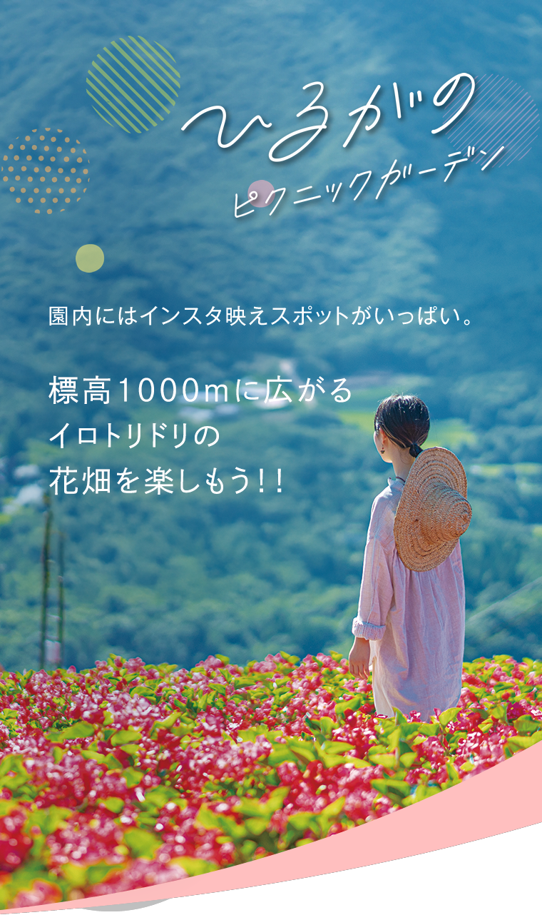 ひるがのピクニックガーデン　園内にはインスタ映えスポットがいっぱい。約15000株！日本最大級のベゴニア畑を楽しもう！！